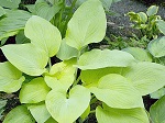 Hosta Diva