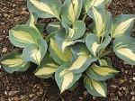 Hosta Dream Queen