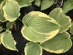 Hosta Drop Dead Gorgeous