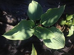 Hosta Empress Wu