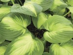 Hosta Enchilladas