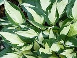 Hosta Eternal Flame