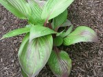 Hosta First Blush