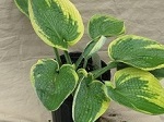 Hosta Flavocircinalis