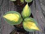 Hosta Forbidden Fruit