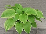 Hosta Fragrant Bouquet