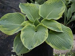 Hosta Frances William