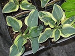 Hosta Frosted Mouse Ears