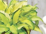 Hosta Gravity Rocks