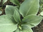 Hosta Gray Cole