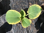 Hosta Great Arrival