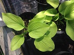 Hosta Guacamole