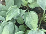 Hosta Guardian Angel