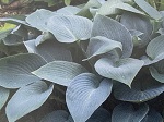 Hosta Halcyon