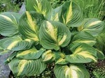 Hosta Heatwave Harmony