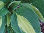 Hosta Hot Kiss