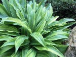 Hosta Hyuga Urajiro