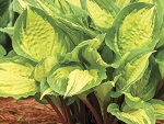 Hosta Island Breeze