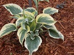 Hosta Ivory Coast