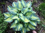 Hosta June