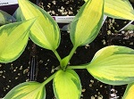 Hosta Justine