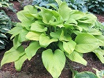 Hosta Key West