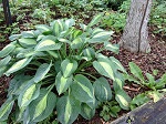 Hosta Kiwi Full Monty