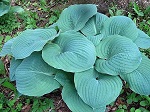 Hosta Kiwi Skyscraper