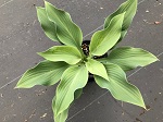 Hosta Krossa Regal