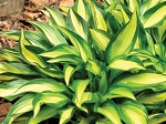 Hosta Lakeside Little Tuft