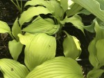 Hosta Lipstick Blond