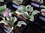 Hosta Lucky Mouse