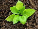 Hosta Maui Buttercups