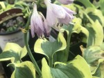 Hosta Mini Skirt