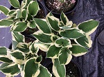 Hosta Minuteman