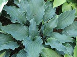 Hosta Neptune