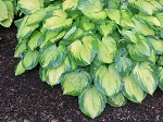 Hosta Old Glory