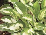 Hosta Pandora's Box