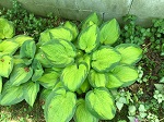 Hosta Paradigm