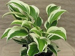 Hosta Patriot