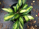 Hosta Rainbow's End