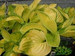 Hosta Rainforest Sunrise