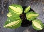 Hosta Raspberry Sundae