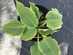 Hosta Spartacus