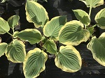 Hosta Strawberry Surprise