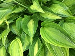 Hosta Striptease