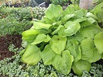 Hosta Sum and Substance