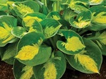 Hosta Sunset Grooves