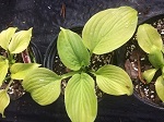 Hosta Tortilla Chip