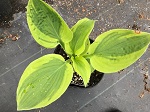 Hosta Velvet Moon